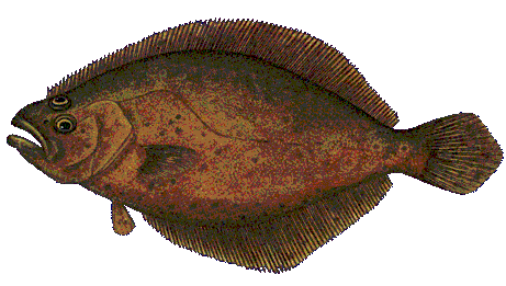 fluke